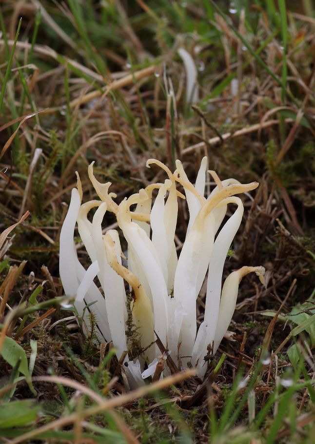 White Spindles, Clavaria fragilis (Mushrooms, Fungi)